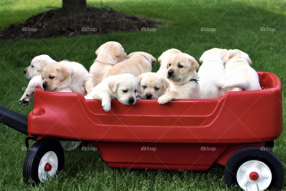 A wagon full of puppies going for a ride 