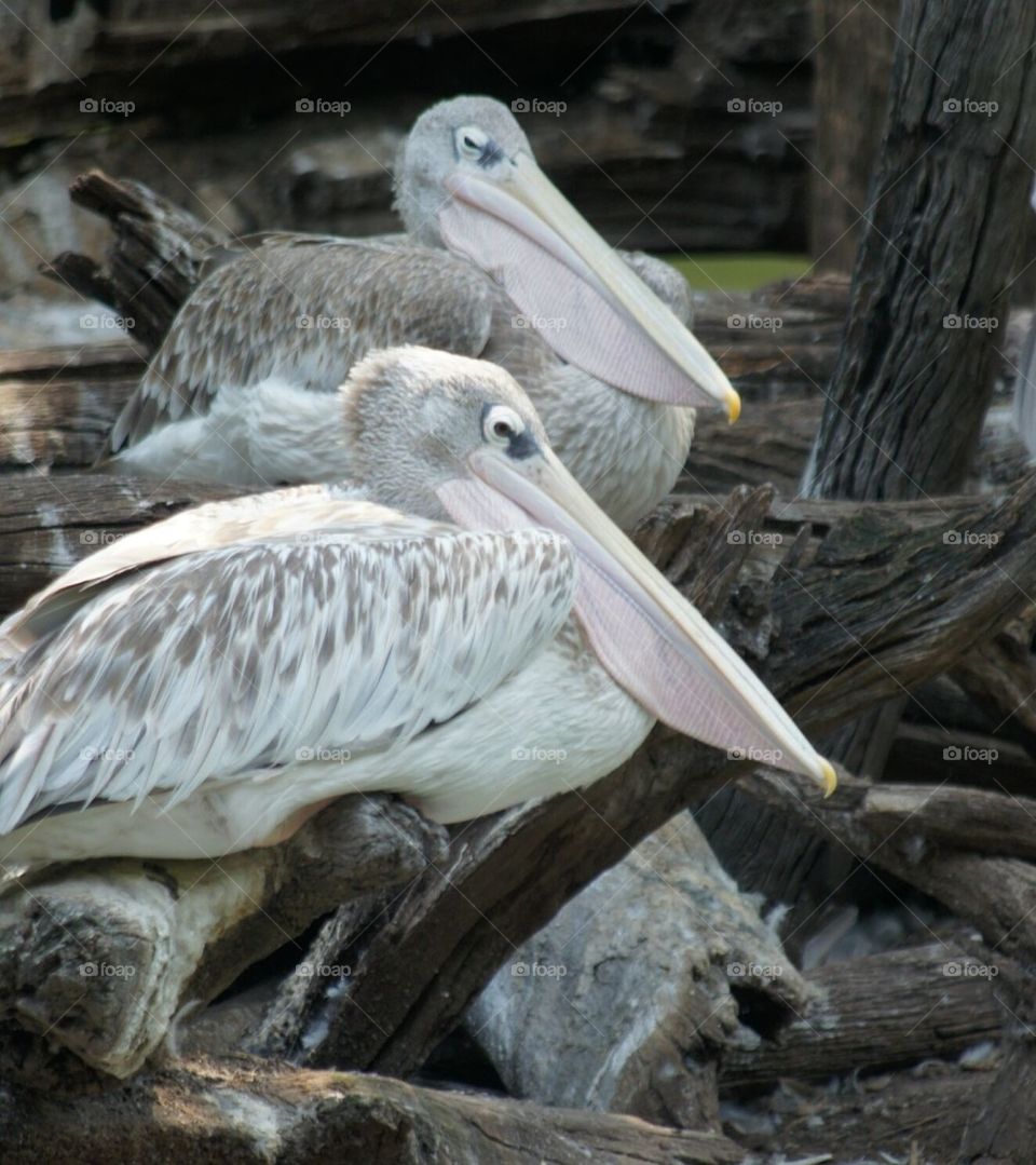 Pair of pink backed pelicans