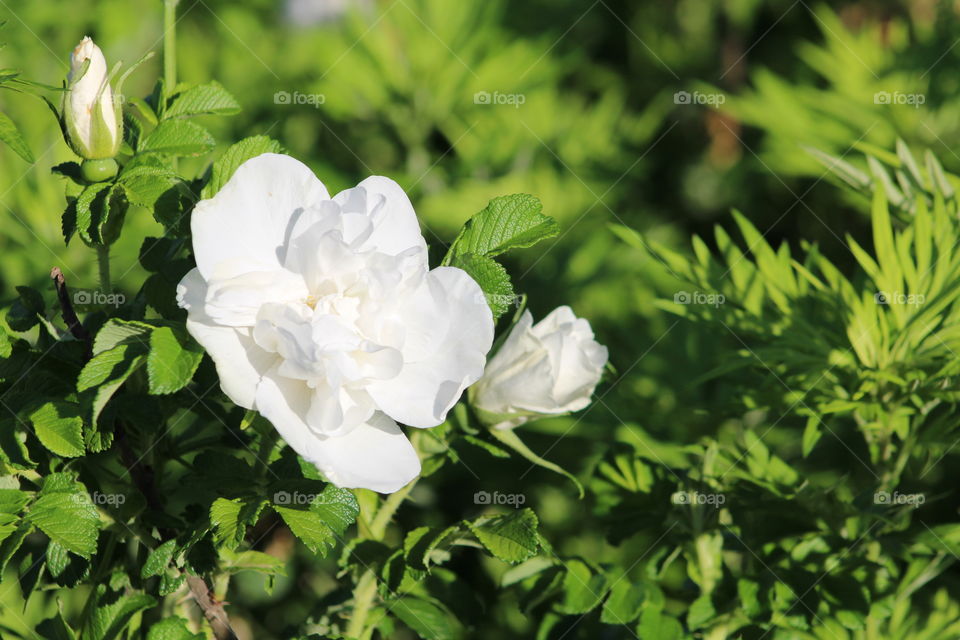 White multiflora roses closeup with leaves in background in spring 