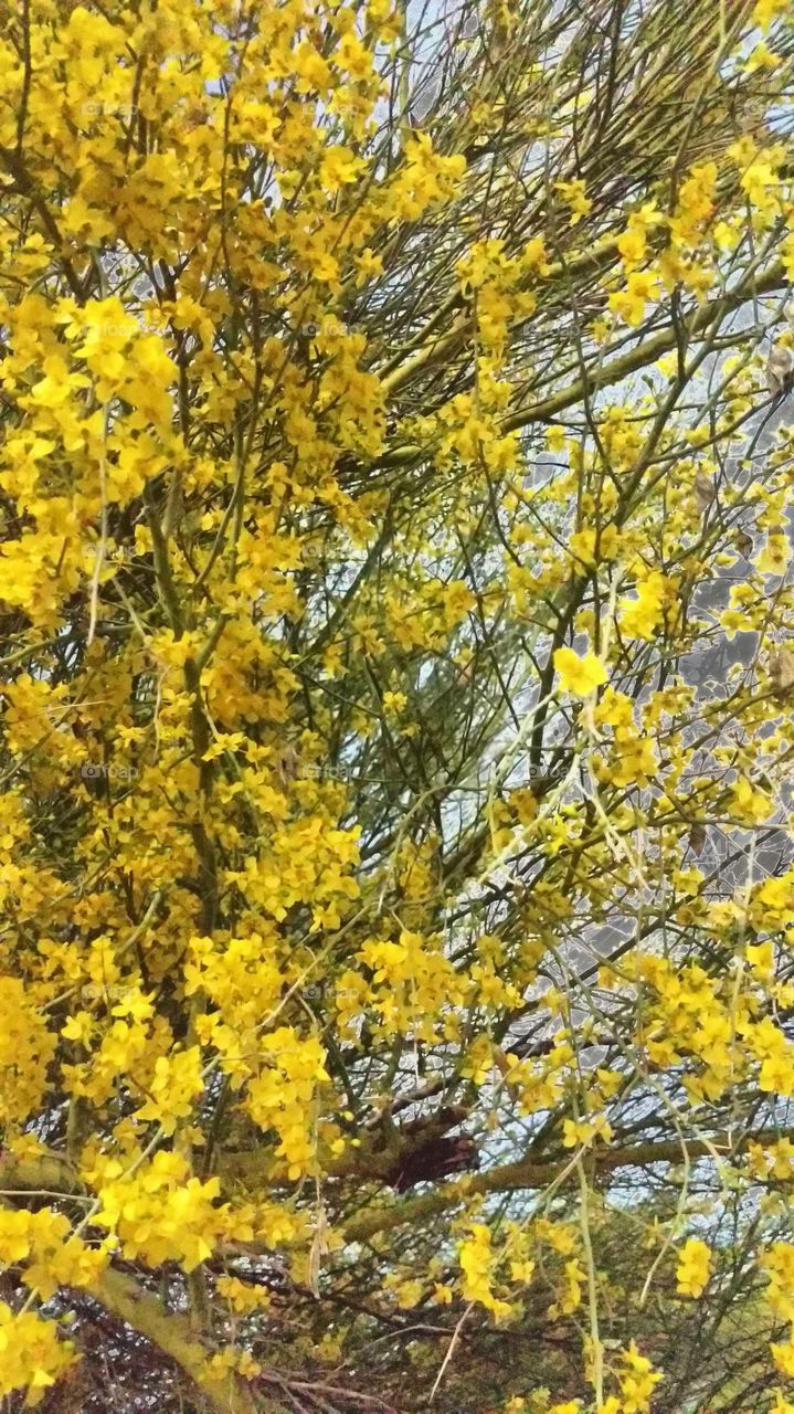 Desert tree in bloom