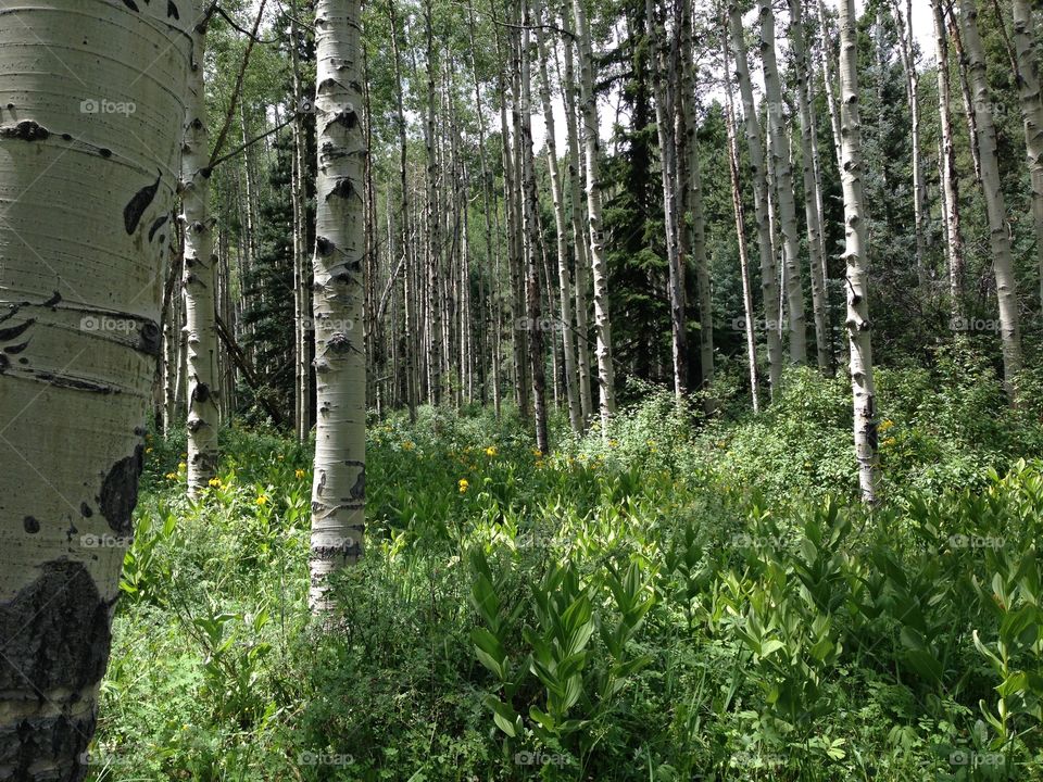 Aspen forest