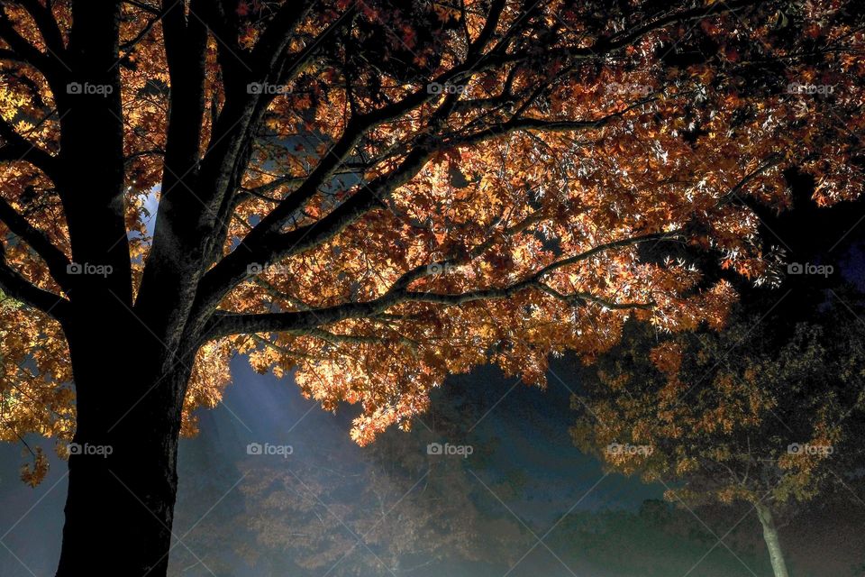 Oak fall foliage lit up by the street light. Garner, NC. 