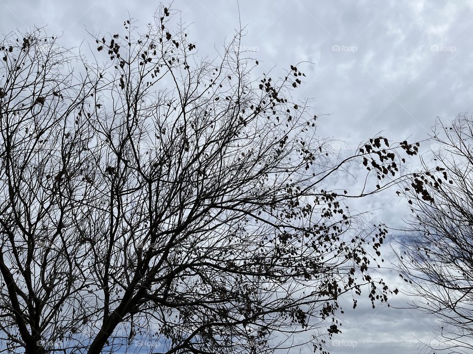A tree in winter whose leaves have fallen off its bare branches.  Gray clouds, stormy sky outside