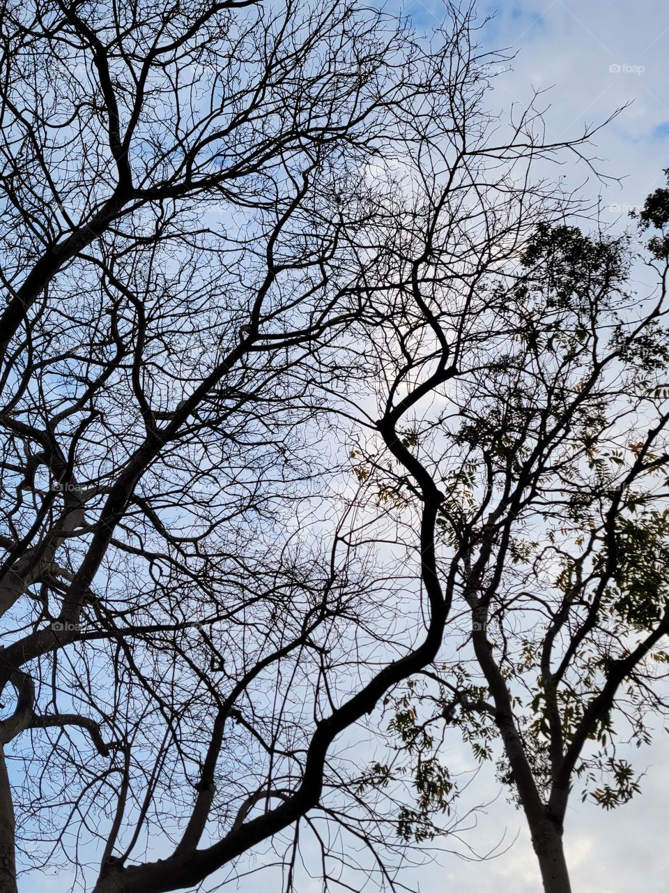 Trees Hong Kong