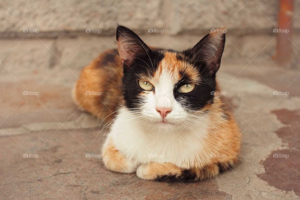 Three-colored cat with green eyes resting on the street