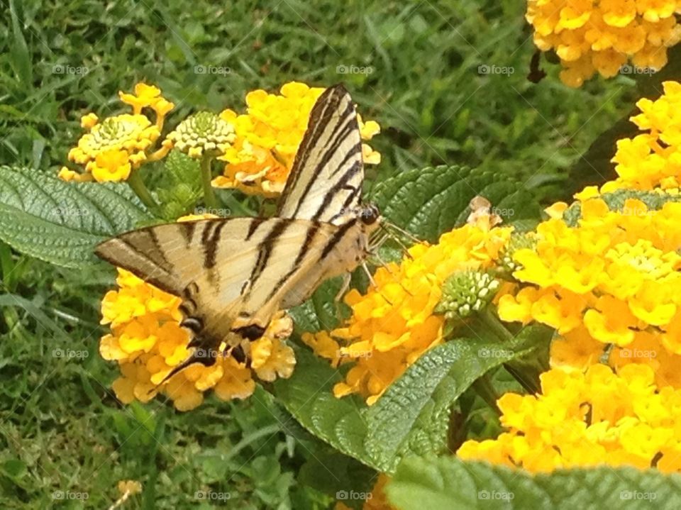 Farfalla2