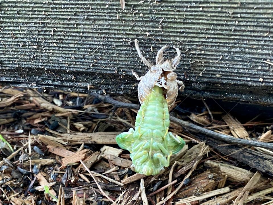 Green cicada emerging from its shell 