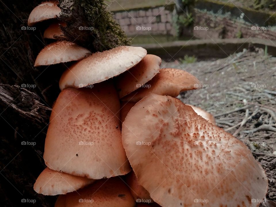 Amontoados e pegajosos.