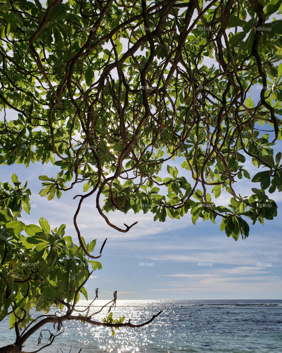 Beach Tree at Fafai Beach, Guam