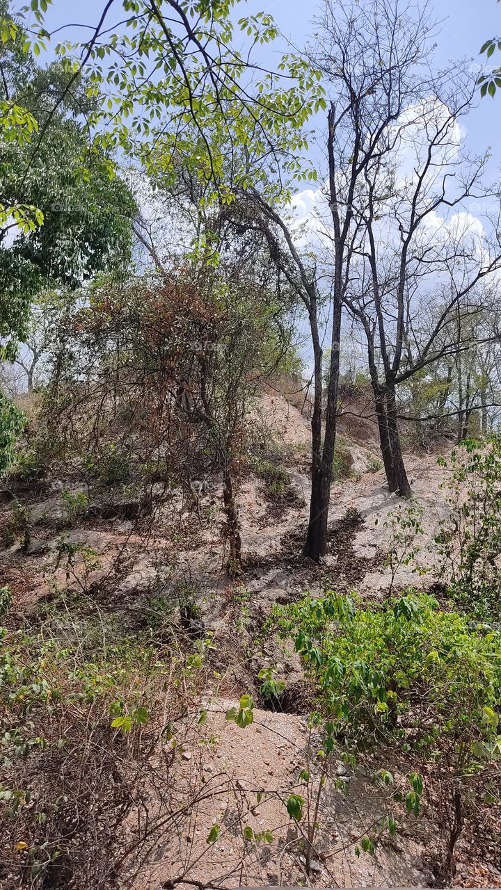 Beautiful 😍Forest 🌱🌿🌱🌳