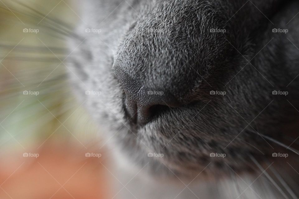 Cat's nose