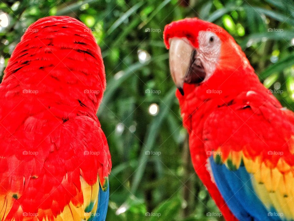 Red Parrot Looking At Its Reflection
