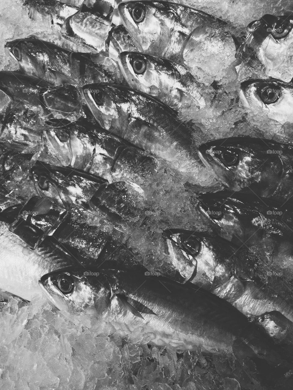 Fresh sardine fishes.