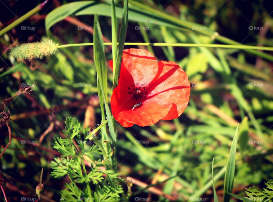 Je me promenais dans le parc à côté de chez moi, j'ai trouvé cette très jolie fleur