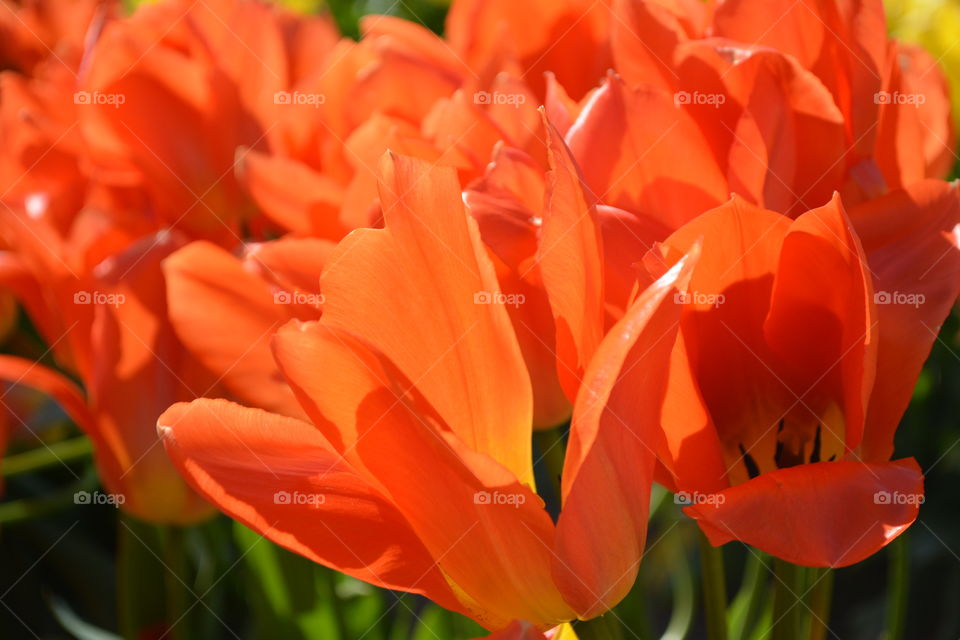 Red tulips 