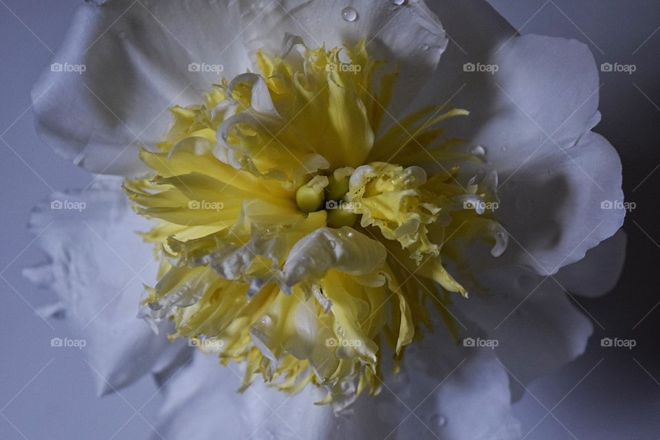 Extreme close-up of peony flower