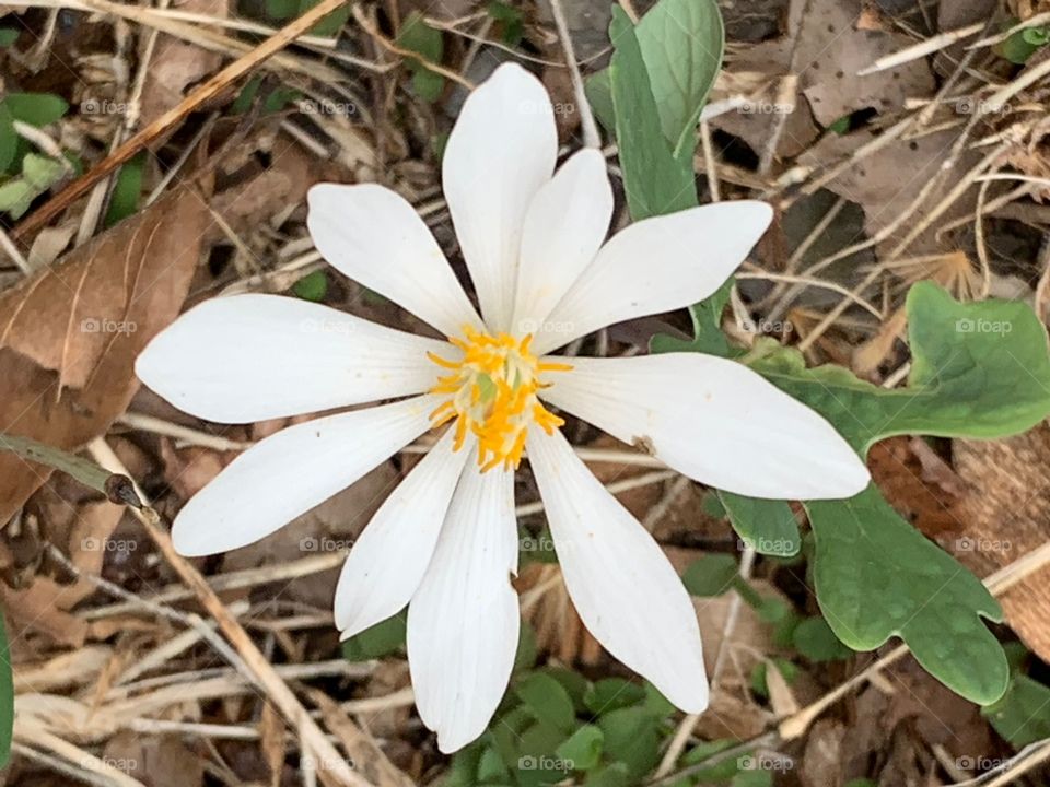 Spring in the Appalachian Mountains