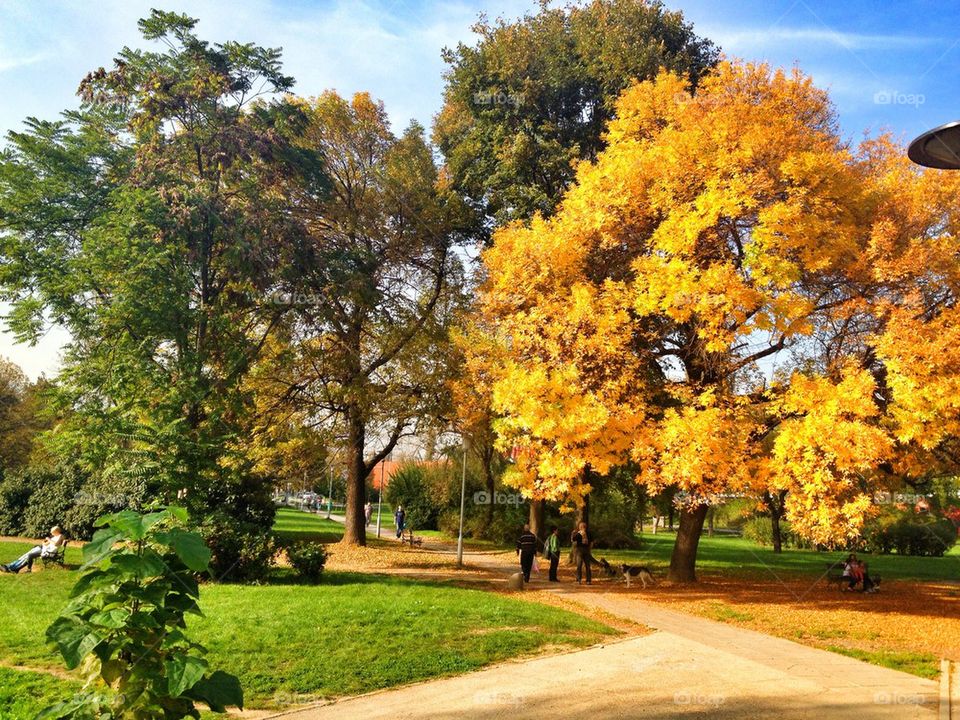 yellow tree