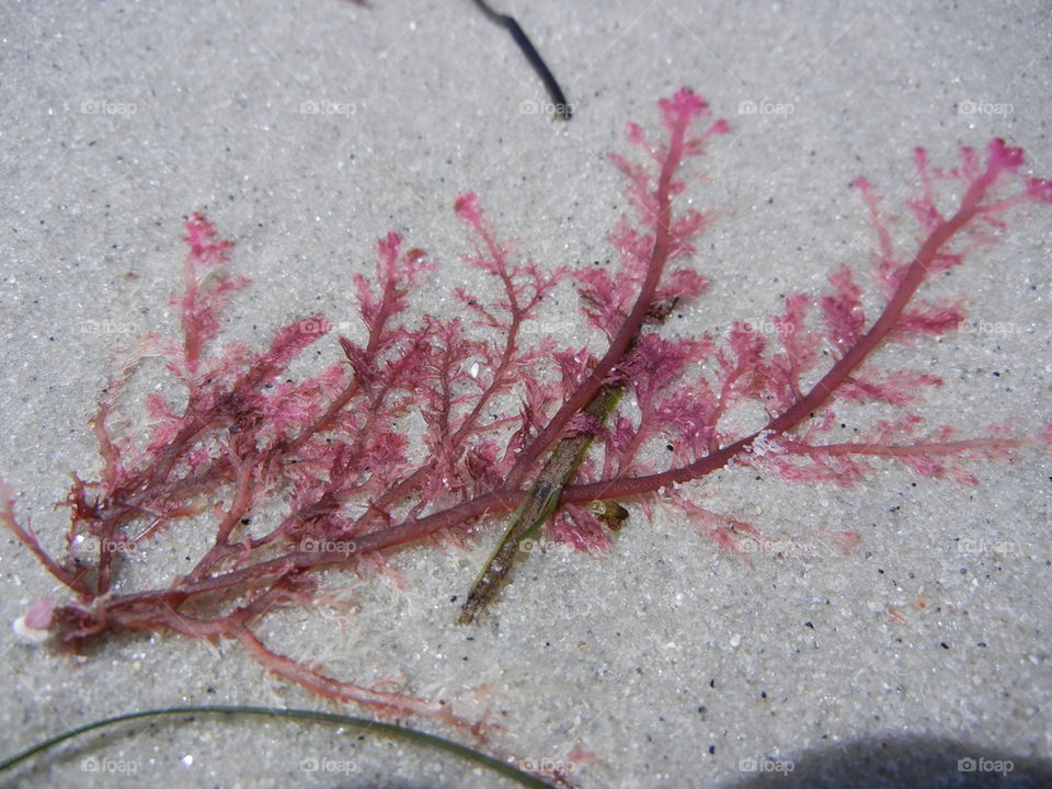 sea weed