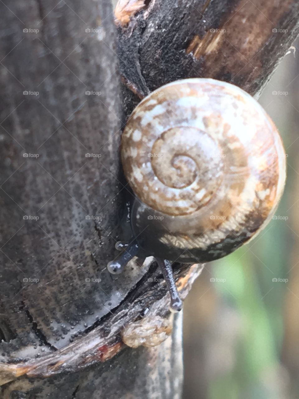Snail 