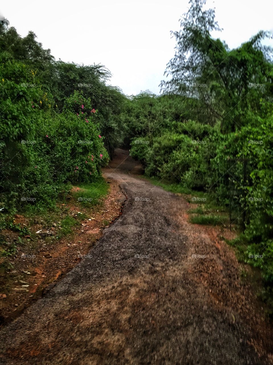 Road in the Jungle