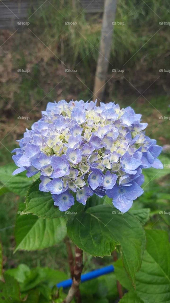Hortensia lavander