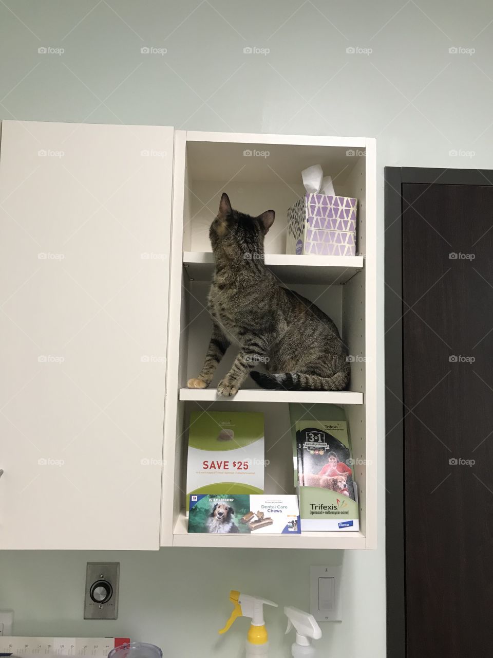 At the vet 