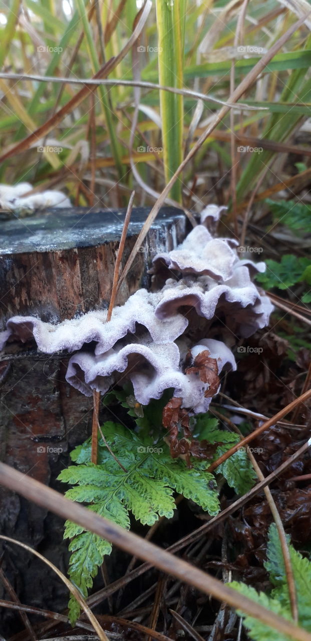 Purple Stump Fungus
