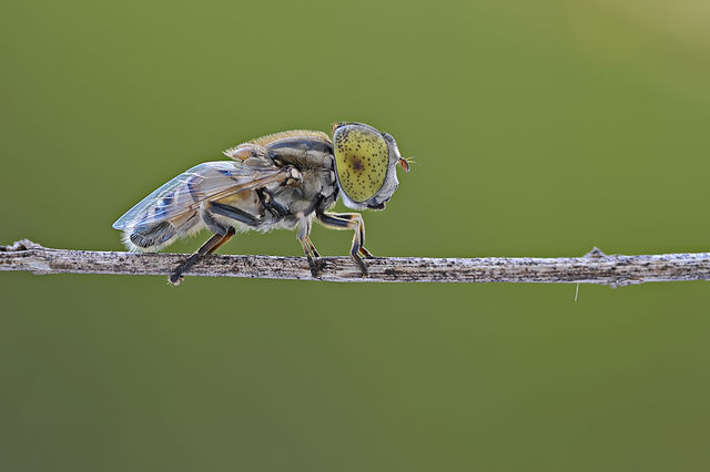 Close-up of hoverfly