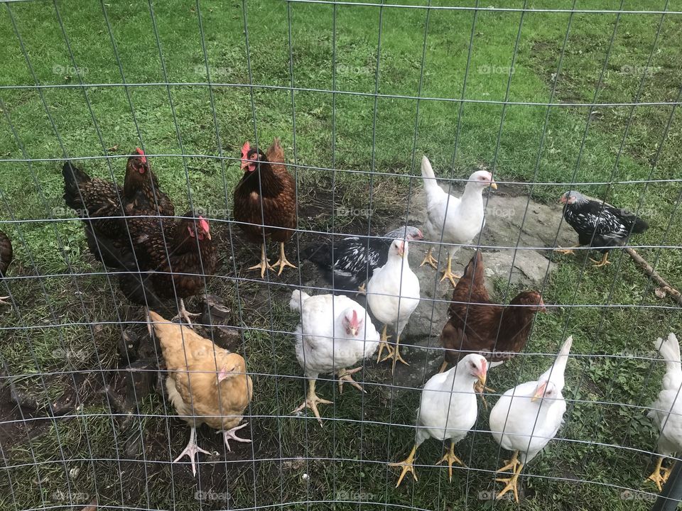 Chicken flock