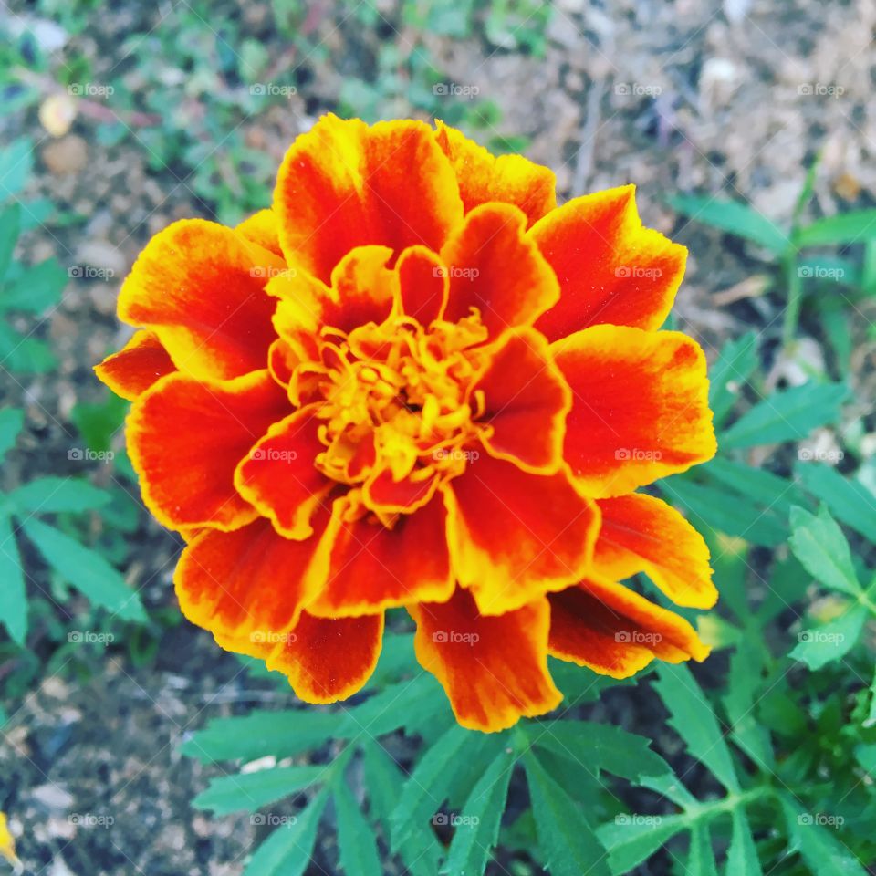 🌼#Flores do nosso #jardim, para alegrar e embelezar nosso dia!
#Jardinagem é nosso #hobby.
🌹
#flor #flowers #flower #pétalas #garden #natureza #nature #flora