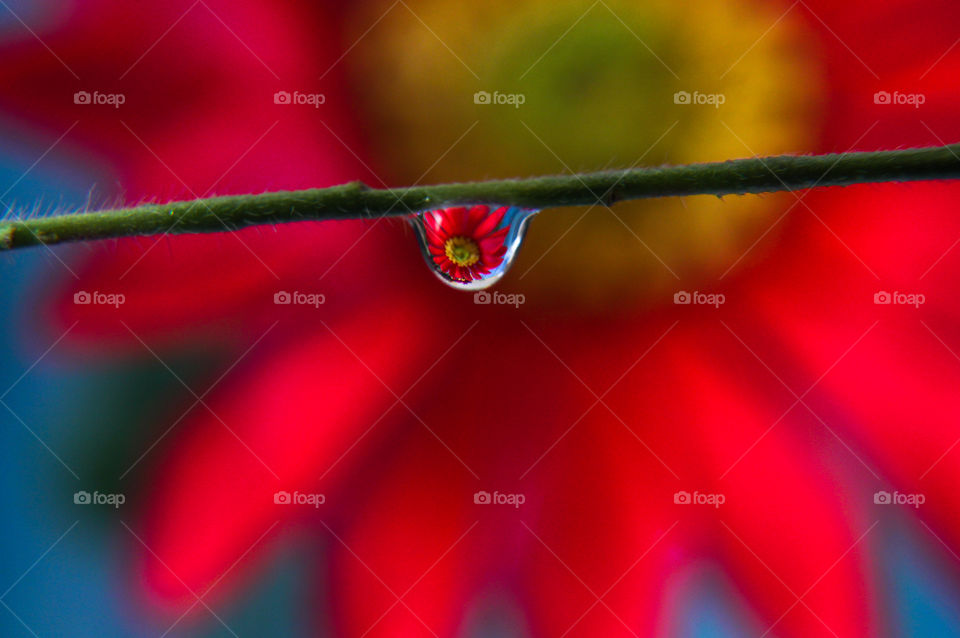 Macro shot of a droplet with flower reflection 