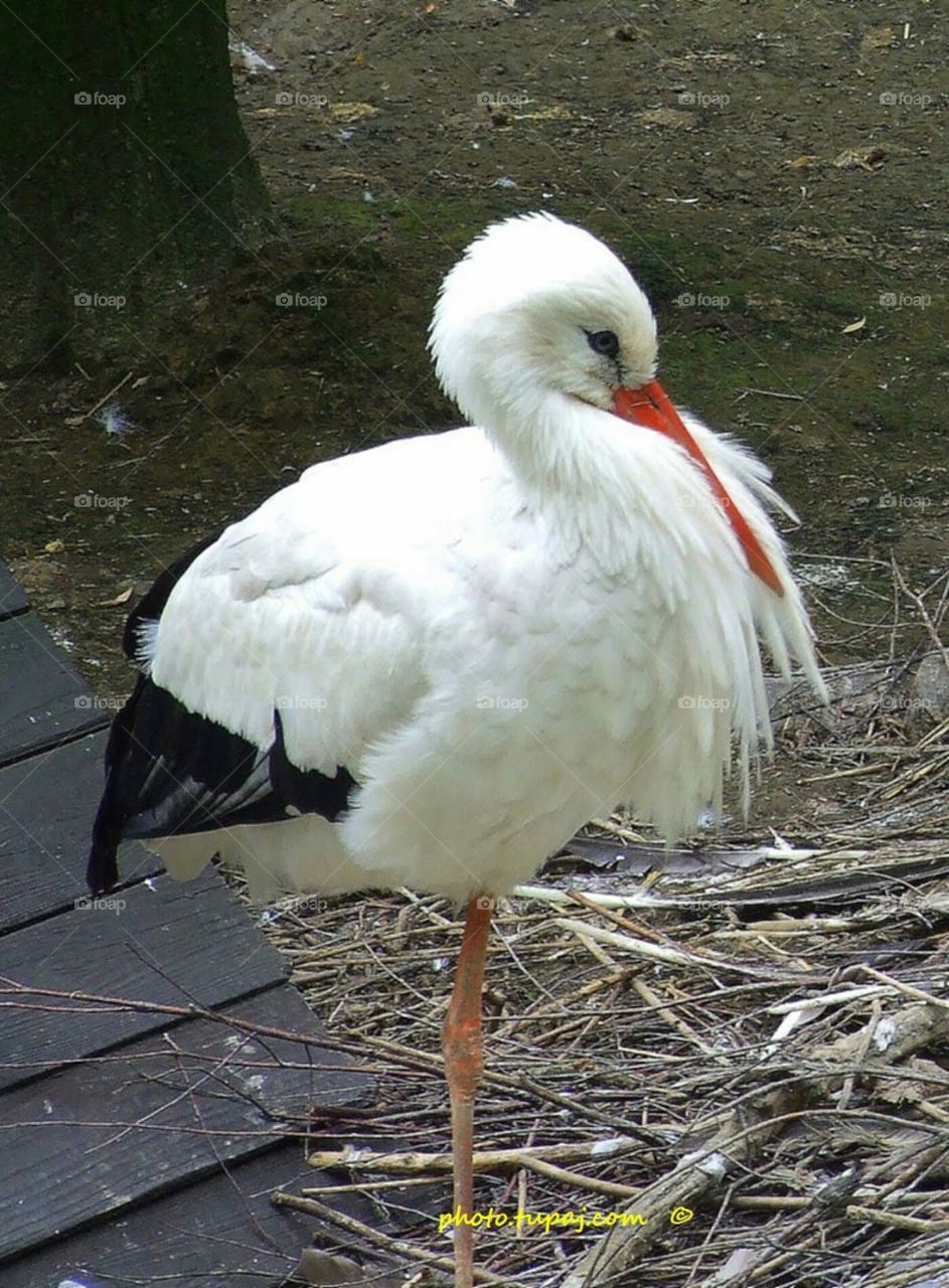 stork