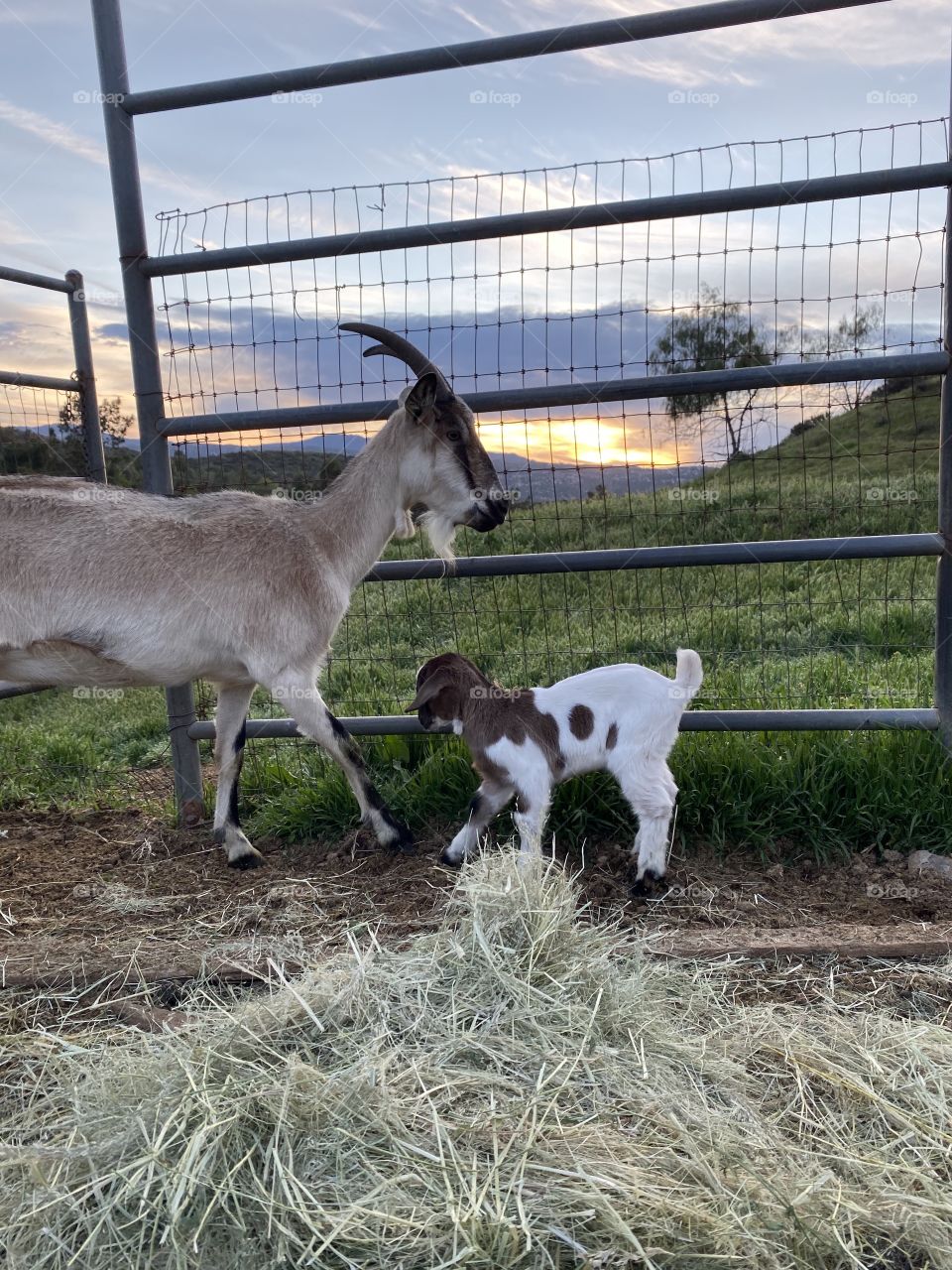 Mammal, Farm, Grass, Goat, Animal