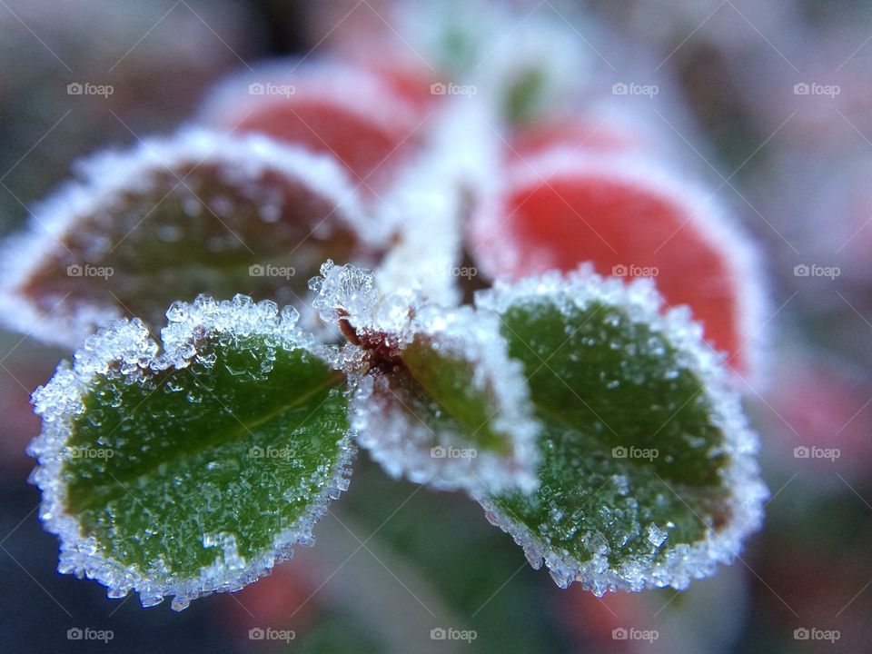 Frosty Leaves .. macro lens reveals ice particles on colourful green and red leaves 