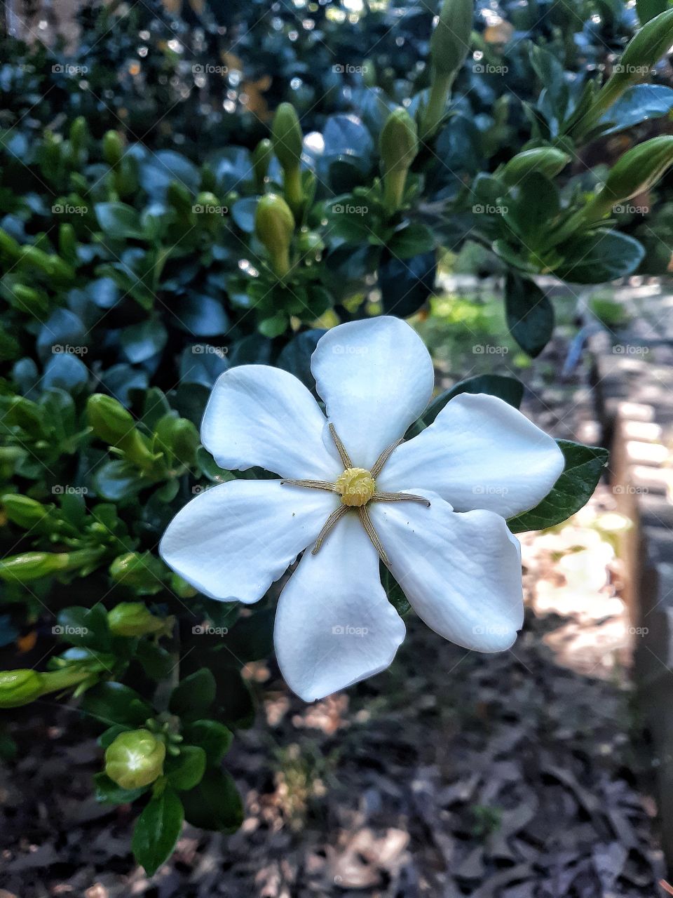 First Flower Bloom With Plenty of Buds