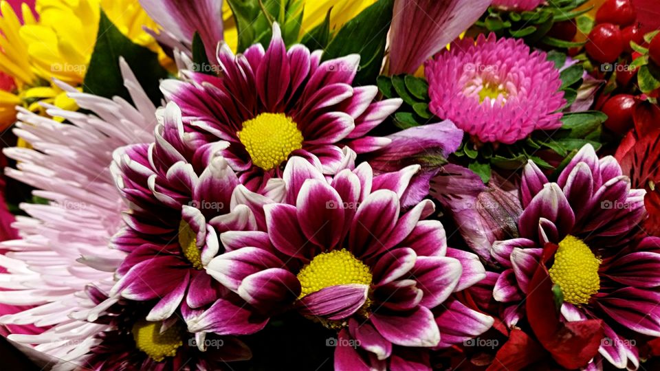 Close-up of a fresh flowers