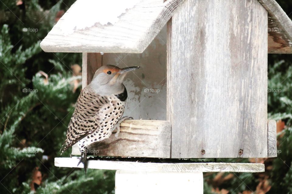 This Flicker In The Winter Has The Most Beautiful Markings. 
