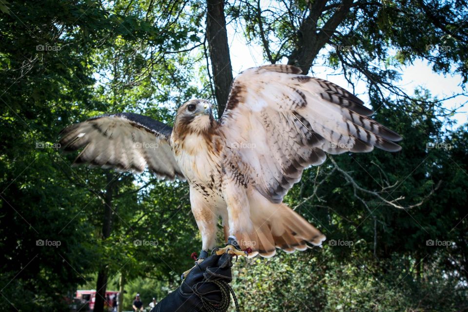 Beautiful pet hawk