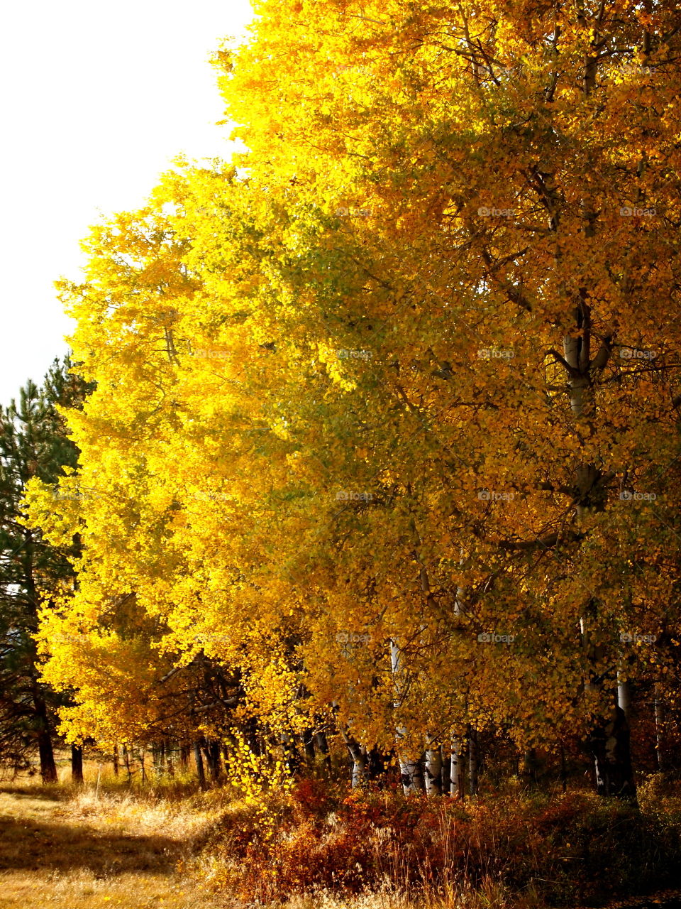 The beautiful bright gold and yellow fall colors on aspen trees on a fall day in Central Oregon. 