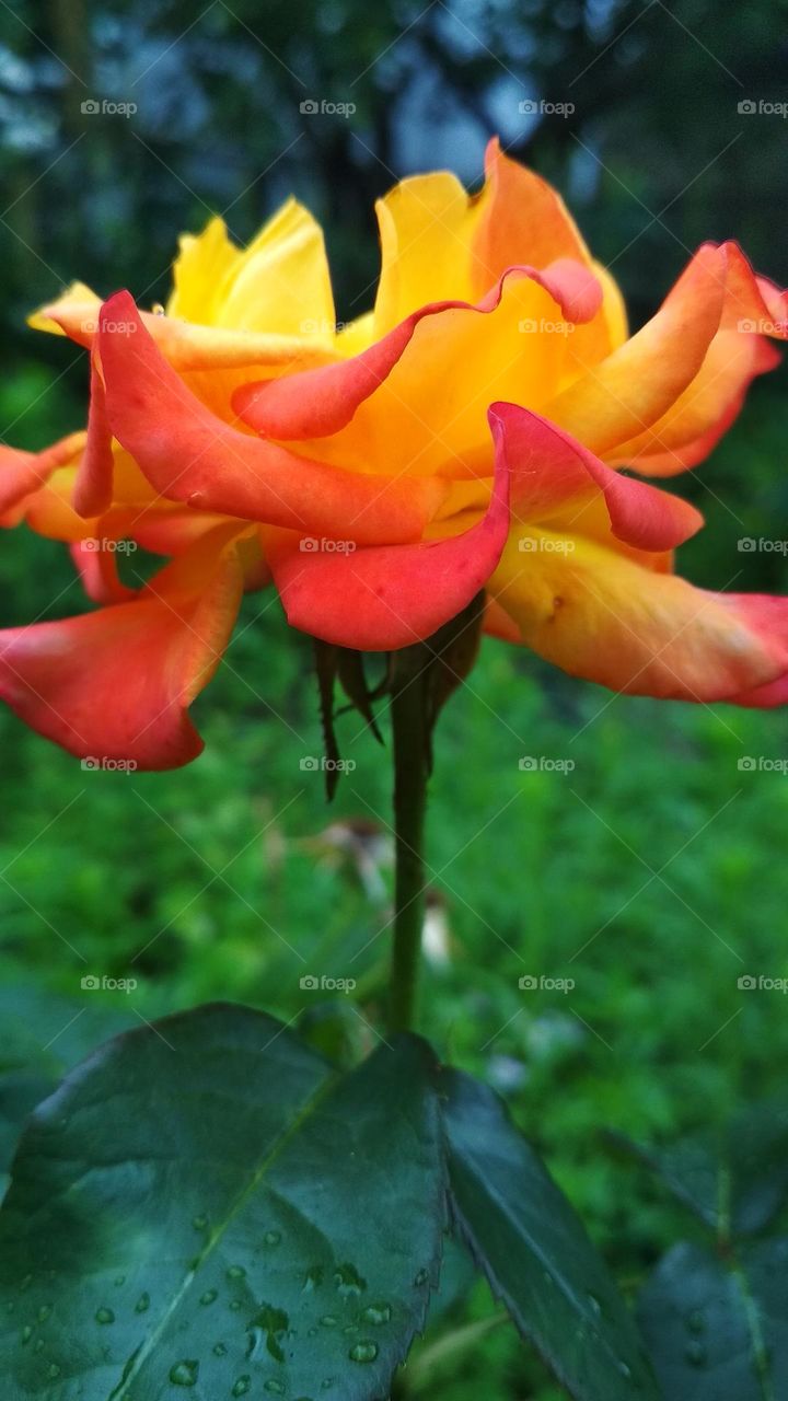 Beauty in the garden