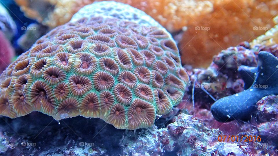 Beautiful and intricate piece of coral (I think?!). Found in a coral/anemone exhibit at the Aquarium of the Pacific in Long Beach California