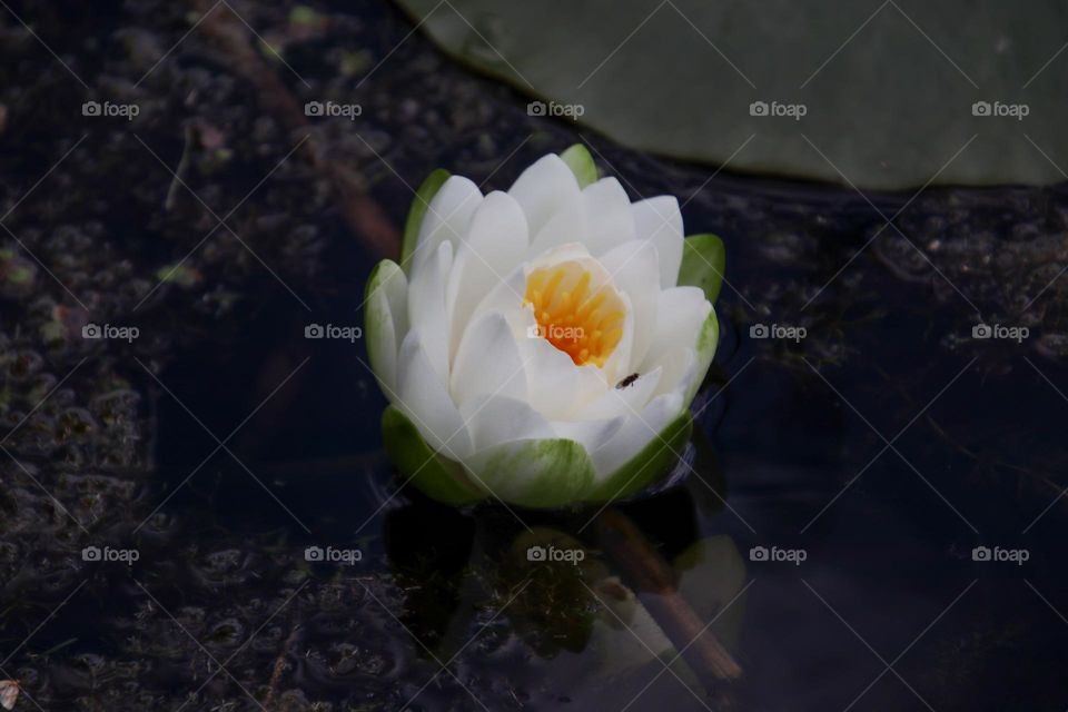 White water Lily