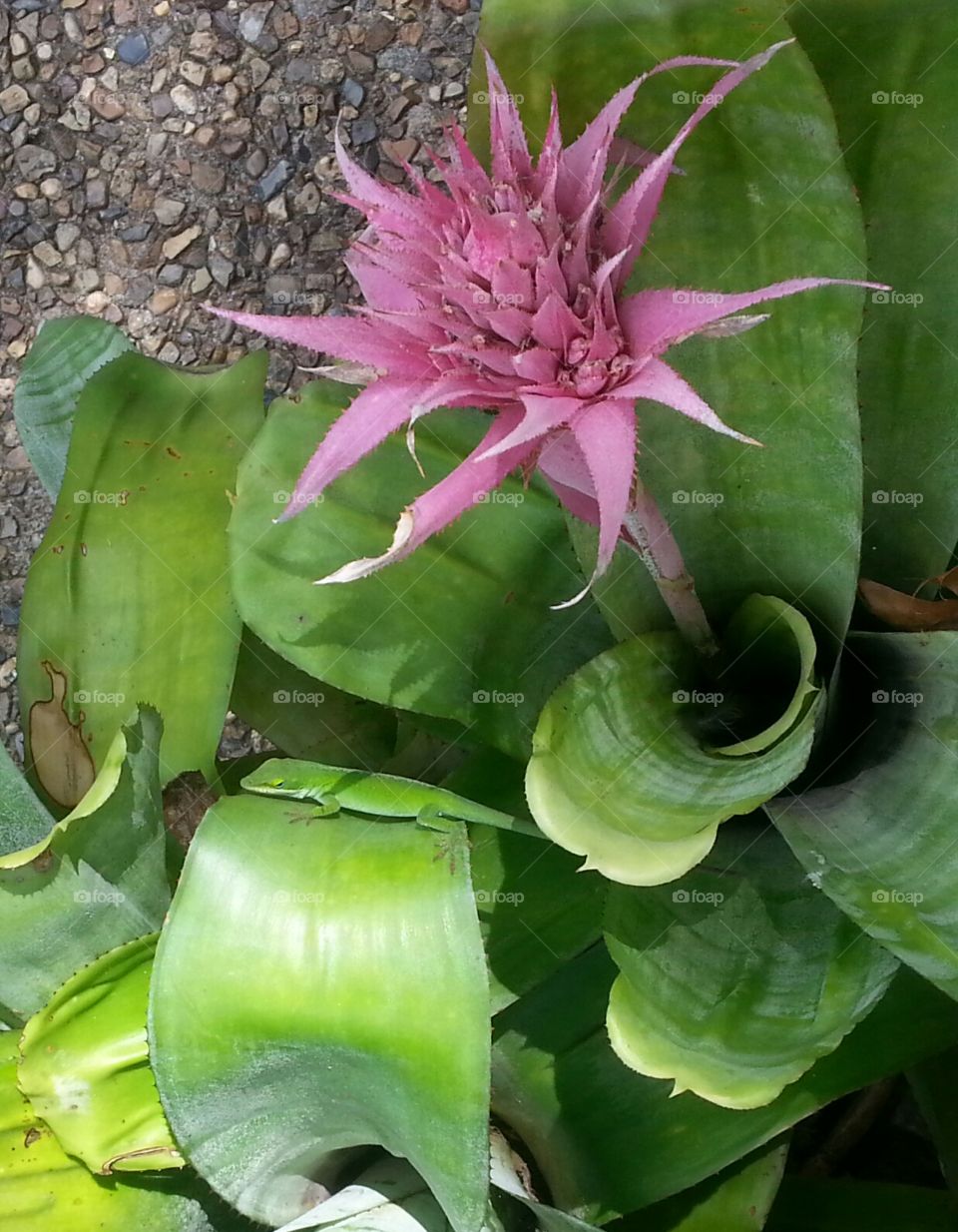 Lizard and a succulent