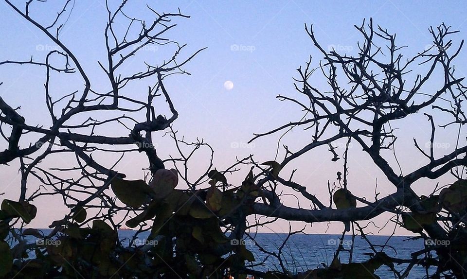 Moon Nestled in Driftwood