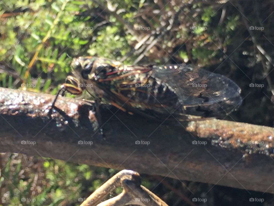 Cicada sounds