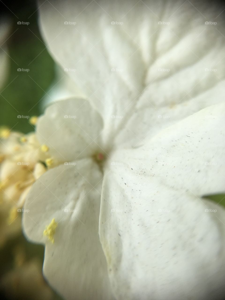 White tree petal closeup