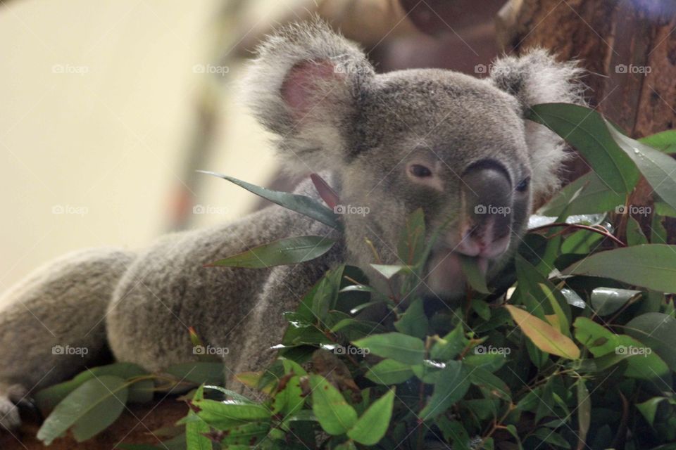 Cuddly koala bear. 