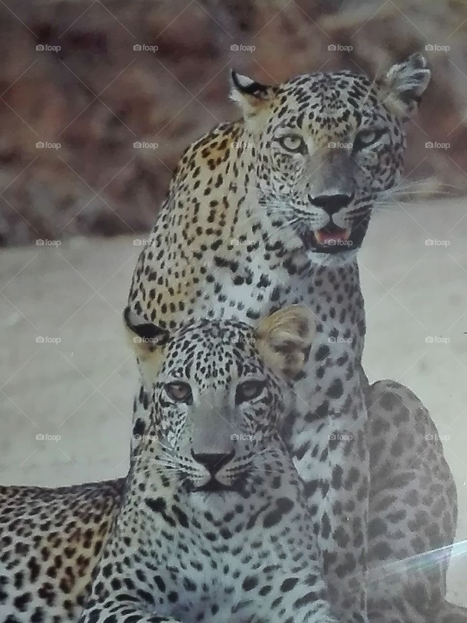 yala national park-Leopard