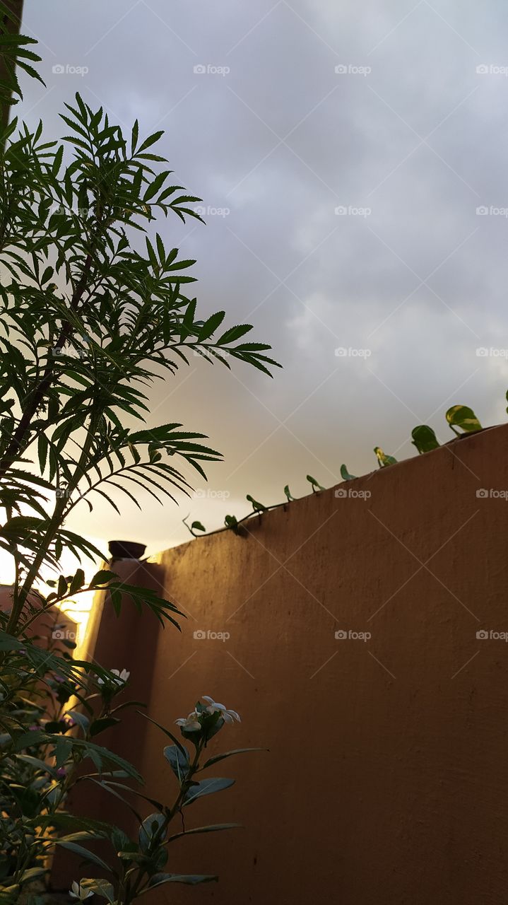 marigold and the monsoon sky